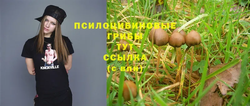 Галлюциногенные грибы Magic Shrooms  Видное 